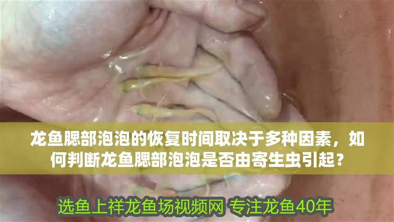 龍魚腮部泡泡的恢復時間取決于多種因素，如何判斷龍魚腮部泡泡是否由寄生蟲引起？