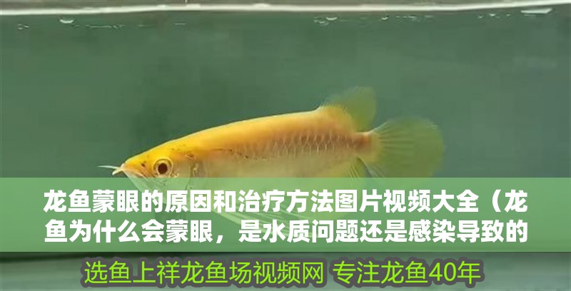 龍魚蒙眼的原因和治療方法圖片視頻大全（龍魚為什么會蒙眼，是水質問題還是感染導致的？）
