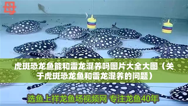 虎斑恐龍魚能和雷龍混養嗎圖片大全大圖（關于虎斑恐龍魚和雷龍混養的問題）