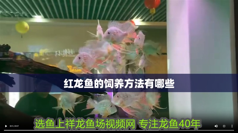 紅龍魚的飼養(yǎng)方法有哪些