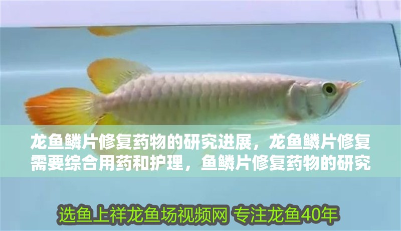 龍魚鱗片修復藥物的研究進展，龍魚鱗片修復需要綜合用藥和護理，魚鱗片修復藥物的研究進展