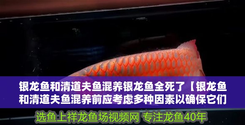 銀龍魚和清道夫魚混養銀龍魚全死了【銀龍魚和清道夫魚混養前應考慮多種因素以確保它們的共存】
