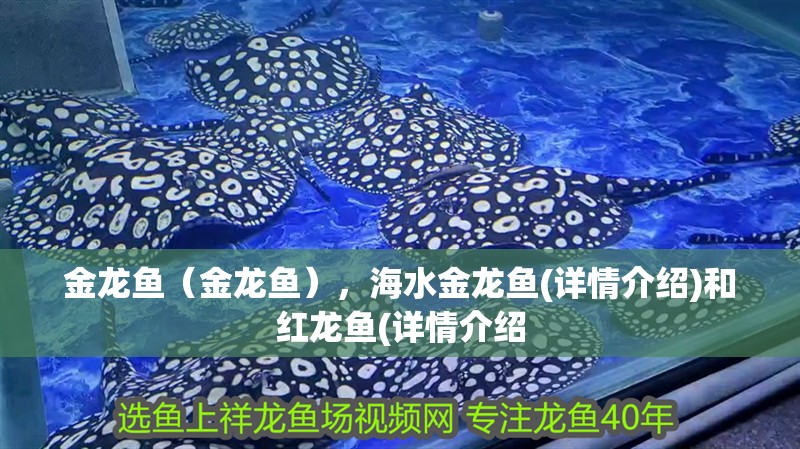 金龍魚（金龍魚），海水金龍魚(詳情介紹)和紅龍魚(詳情介紹