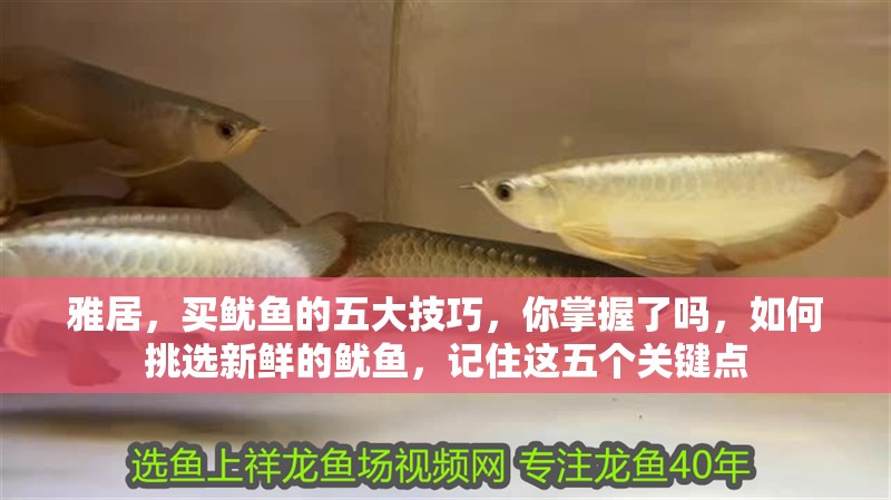 雅居，買魷魚的五大技巧，你掌握了嗎，如何挑選新鮮的魷魚，記住這五個(gè)關(guān)鍵點(diǎn)