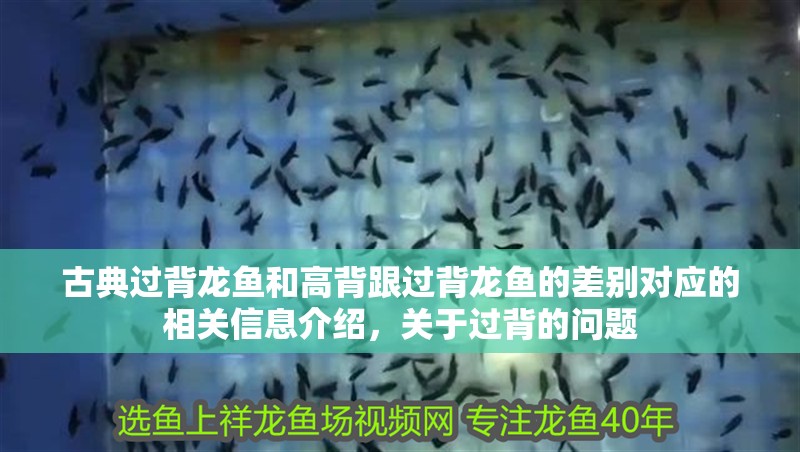古典過(guò)背龍魚(yú)和高背跟過(guò)背龍魚(yú)的差別對(duì)應(yīng)的相關(guān)信息介紹，關(guān)于過(guò)背的問(wèn)題