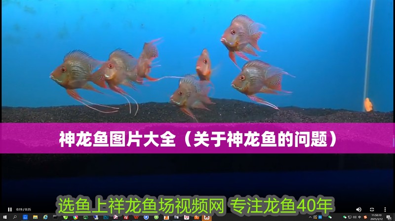 神龍魚圖片大全（關于神龍魚的問題）