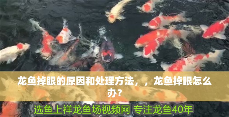 龍魚掉眼的原因和處理方法，，龍魚掉眼怎么辦？