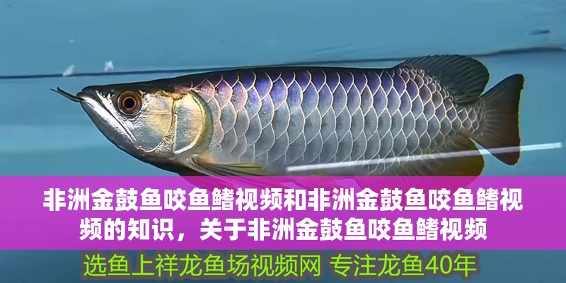 非洲金鼓魚咬魚鰭視頻和非洲金鼓魚咬魚鰭視頻的知識，關(guān)于非洲金鼓魚咬魚鰭視頻