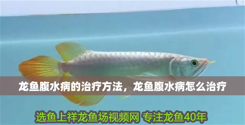 龍魚腹水病的治療方法，龍魚腹水病怎么治療