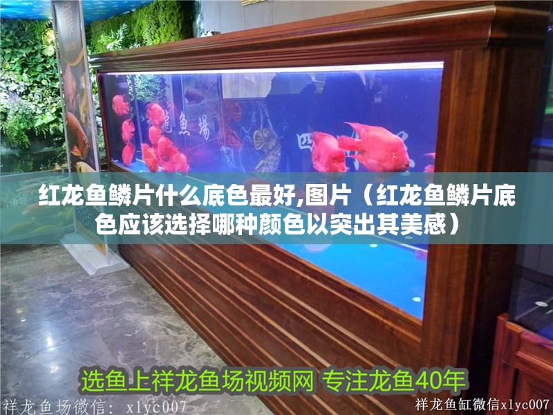 紅龍魚鱗片什么底色最好,圖片（紅龍魚鱗片底色應(yīng)該選擇哪種顏色以突出其美感）
