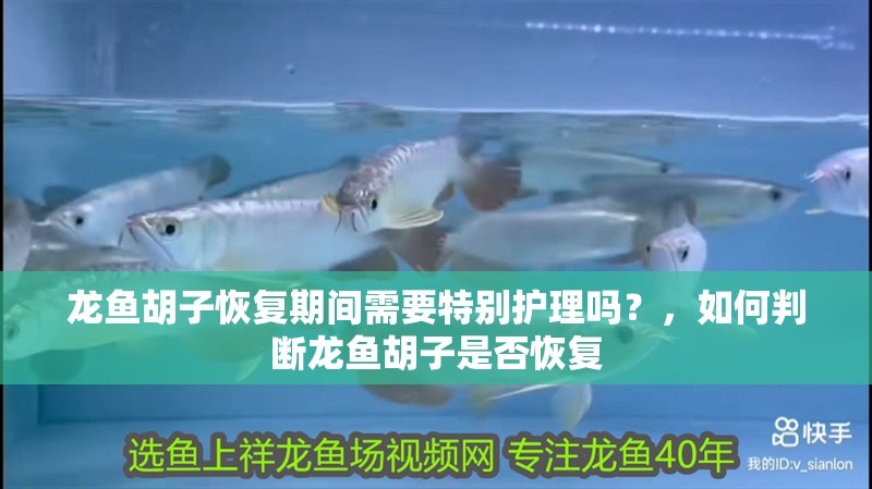 龍魚胡子恢復(fù)期間需要特別護(hù)理嗎？，如何判斷龍魚胡子是否恢復(fù)
