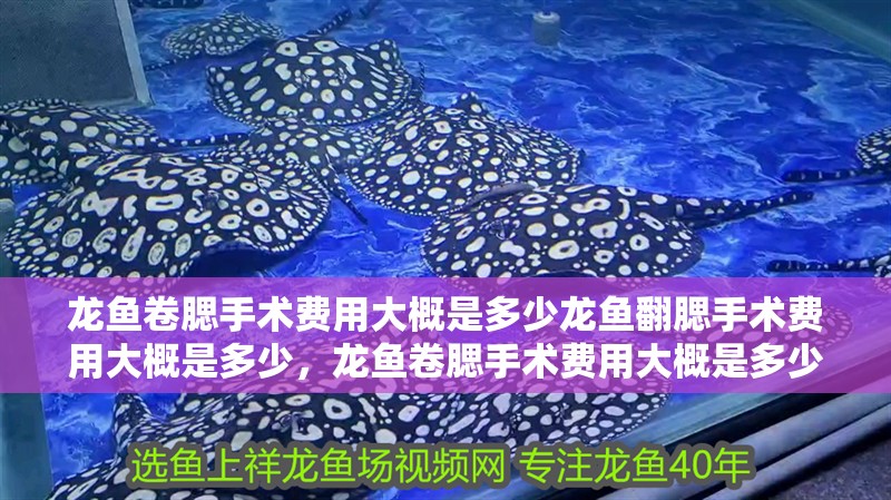 龍魚卷腮手術(shù)費用大概是多少龍魚翻腮手術(shù)費用大概是多少，龍魚卷腮手術(shù)費用大概是多少