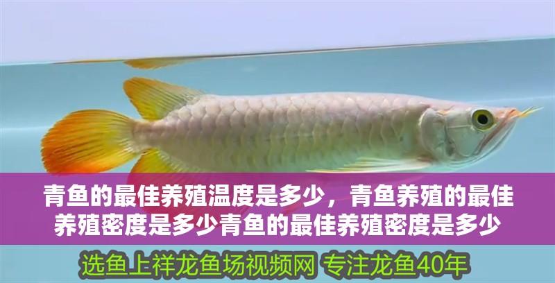 青魚的最佳養(yǎng)殖溫度是多少，青魚養(yǎng)殖的最佳養(yǎng)殖密度是多少青魚的最佳養(yǎng)殖密度是多少