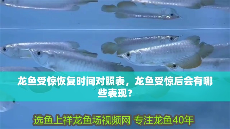 龍魚受驚恢復時間對照表，龍魚受驚后會有哪些表現？