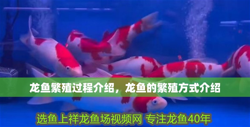 龍魚繁殖過程介紹，龍魚的繁殖方式介紹
