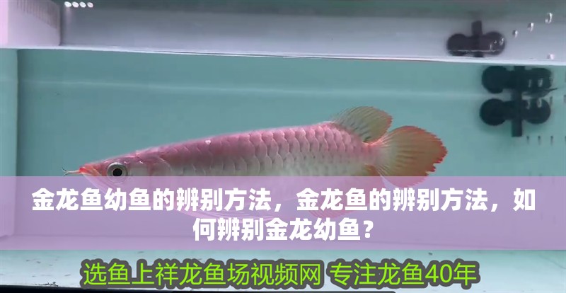 金龍魚幼魚的辨別方法，金龍魚的辨別方法，如何辨別金龍幼魚？