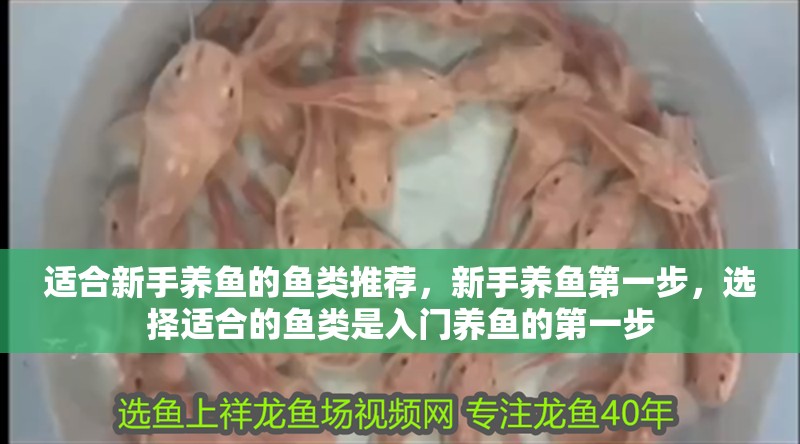 適合新手養(yǎng)魚的魚類推薦，新手養(yǎng)魚第一步，選擇適合的魚類是入門養(yǎng)魚的第一步