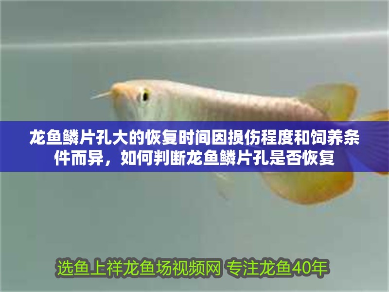 龍魚鱗片孔大的恢復時間因損傷程度和飼養條件而異，如何判斷龍魚鱗片孔是否恢復