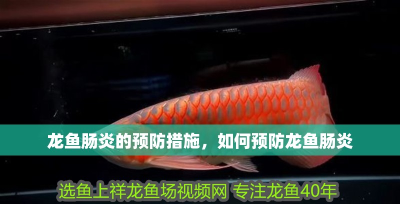 龍魚腸炎的預防措施，如何預防龍魚腸炎