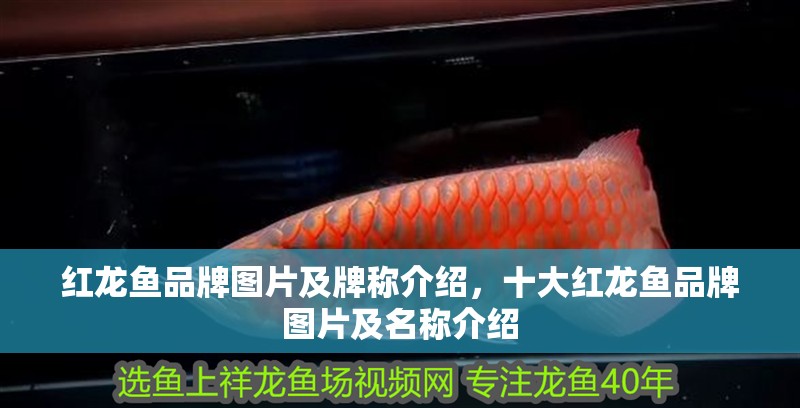 紅龍魚品牌圖片及牌稱介紹，十大紅龍魚品牌圖片及名稱介紹