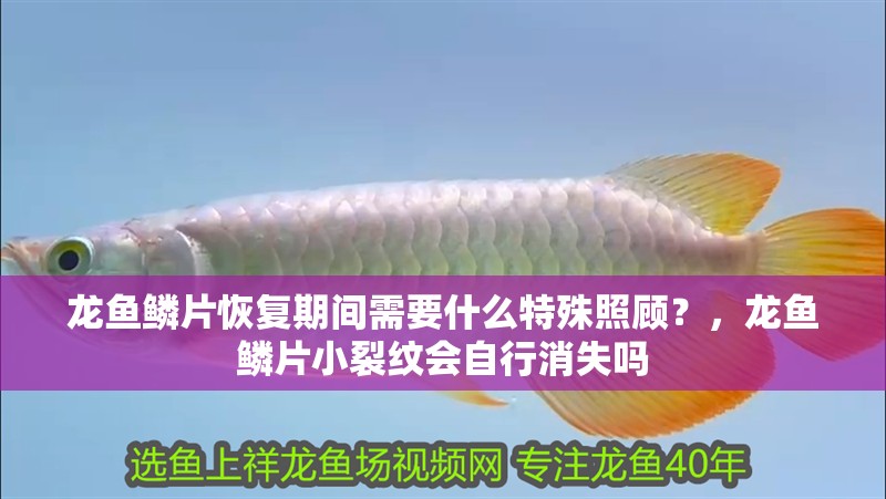 龍魚鱗片恢復期間需要什么特殊照顧？，龍魚鱗片小裂紋會自行消失嗎