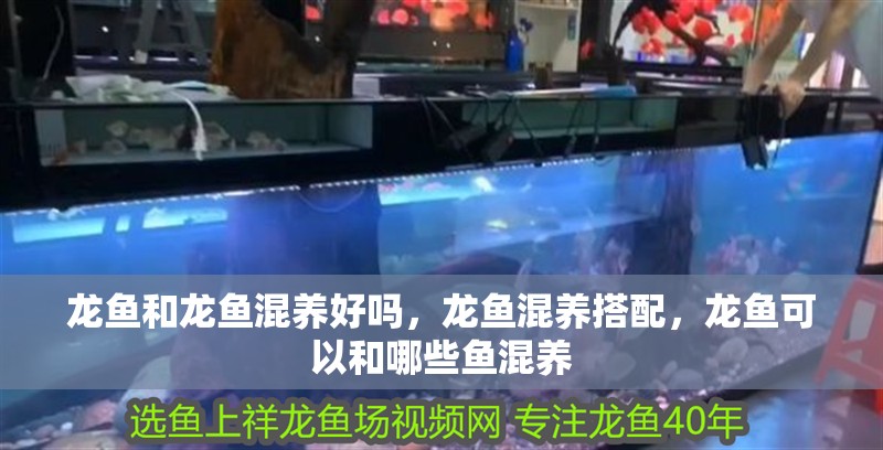 龍魚和龍魚混養(yǎng)好嗎，龍魚混養(yǎng)搭配，龍魚可以和哪些魚混養(yǎng)