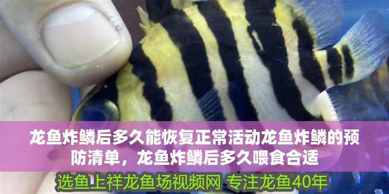 龍魚炸鱗后多久能恢復正常活動龍魚炸鱗的預防清單，龍魚炸鱗后多久喂食合適