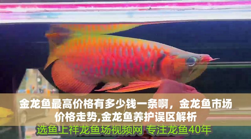 金龍魚最高價格有多少錢一條啊，金龍魚市場價格走勢,金龍魚養護誤區解析