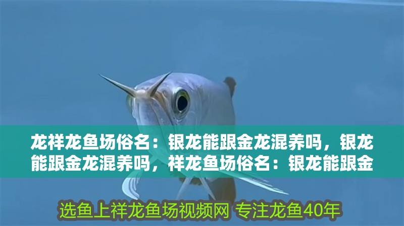 龍祥龍魚場俗名：銀龍能跟金龍混養(yǎng)嗎，銀龍能跟金龍混養(yǎng)嗎，祥龍魚場俗名：銀龍能跟金龍混養(yǎng)嗎，銀龍能跟金龍混養(yǎng)嗎
