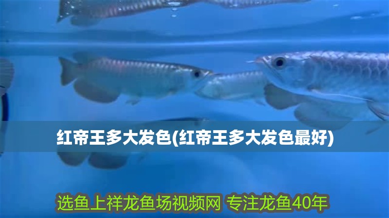 紅帝王多大發(fā)色(紅帝王多大發(fā)色最好)