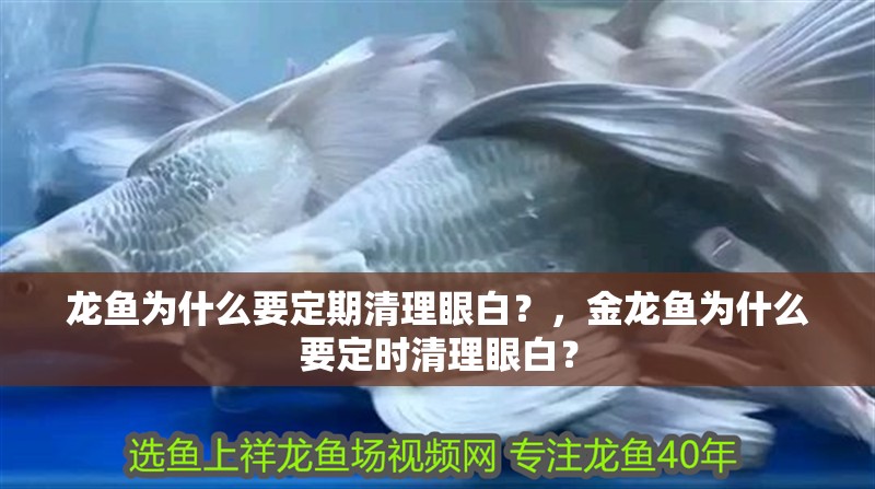 龍魚為什么要定期清理眼白？，金龍魚為什么要定時清理眼白？