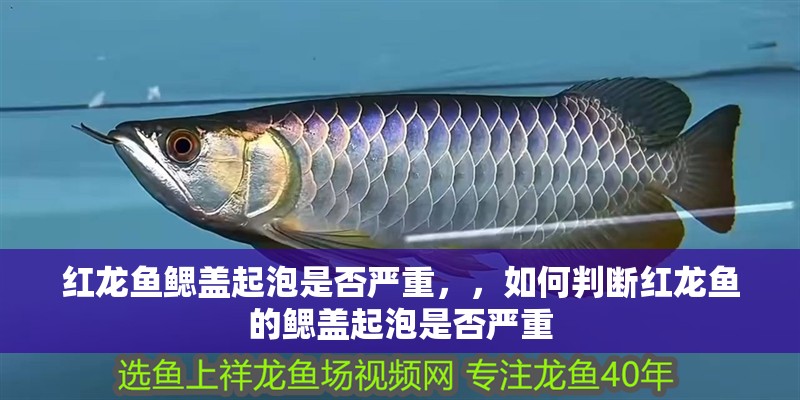 紅龍魚鰓蓋起泡是否嚴重，，如何判斷紅龍魚的鰓蓋起泡是否嚴重