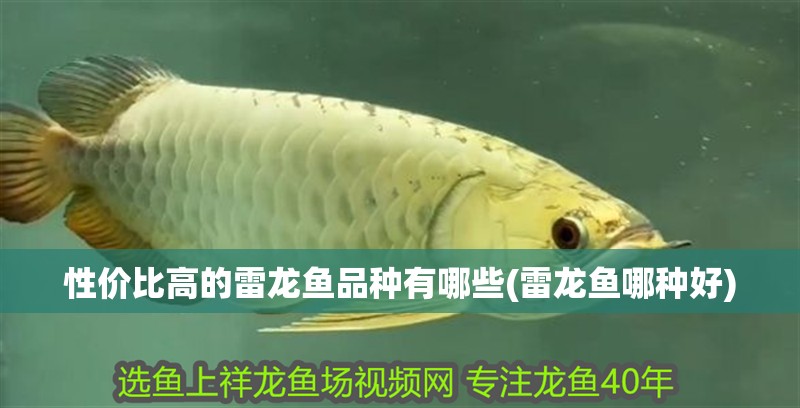 性價(jià)比高的雷龍魚品種有哪些(雷龍魚哪種好)