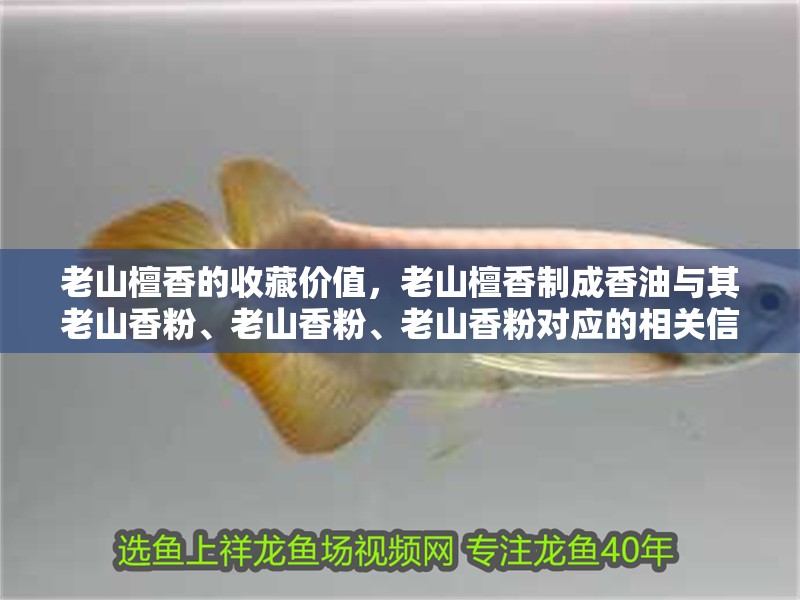 老山檀香的收藏價值，老山檀香制成香油與其老山香粉、老山香粉、老山香粉對應的相關信息