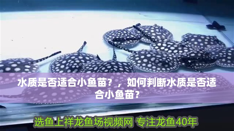 水質(zhì)是否適合小魚苗？，如何判斷水質(zhì)是否適合小魚苗？
