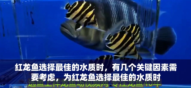 紅龍魚選擇最佳的水質時，有幾個關鍵因素需要考慮，為紅龍魚選擇最佳的水質時