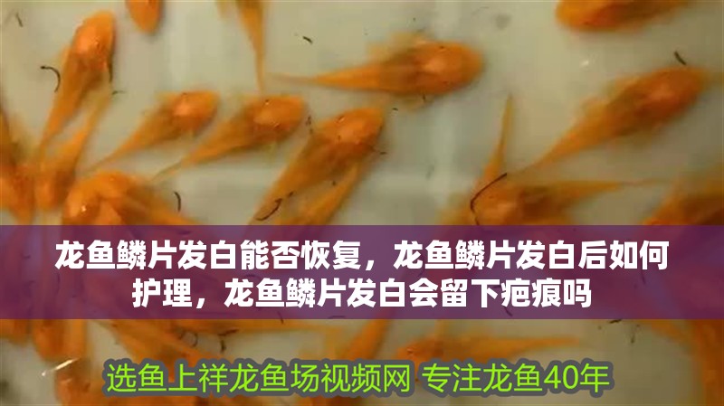 龍魚鱗片發白能否恢復，龍魚鱗片發白后如何護理，龍魚鱗片發白會留下疤痕嗎