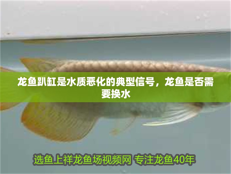 龍魚趴缸是水質(zhì)惡化的典型信號，龍魚是否需要換水