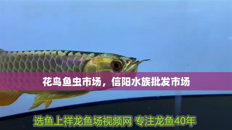 花鳥魚蟲市場，信陽水族批發市場