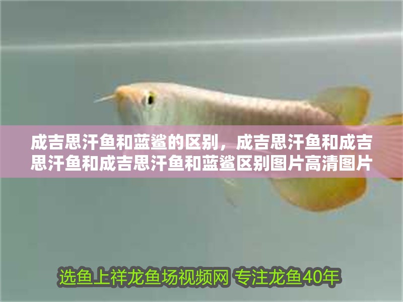 成吉思汗魚和藍鯊的區(qū)別，成吉思汗魚和成吉思汗魚和成吉思汗魚和藍鯊區(qū)別圖片高清圖片高清