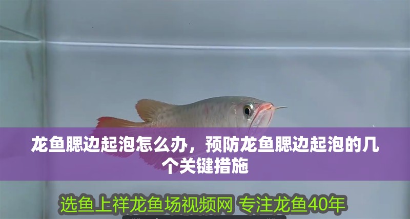 龍魚腮邊起泡怎么辦，預防龍魚腮邊起泡的幾個關鍵措施