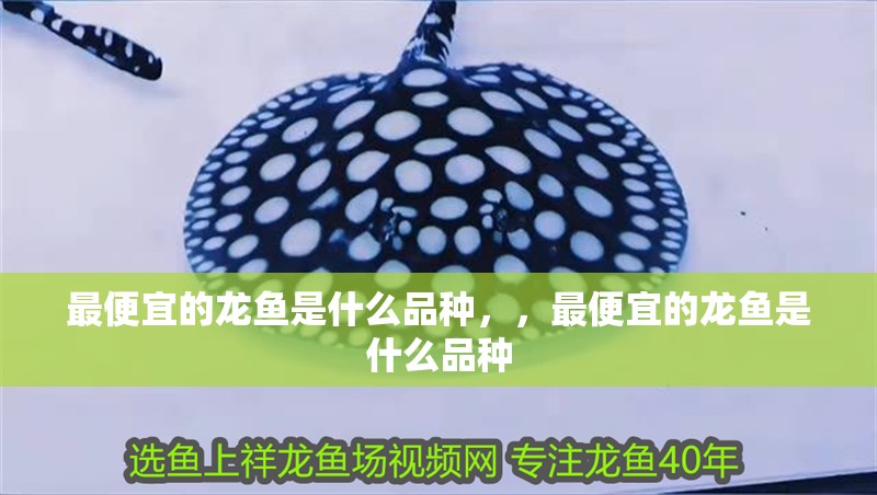 最便宜的龍魚是什么品種，，最便宜的龍魚是什么品種