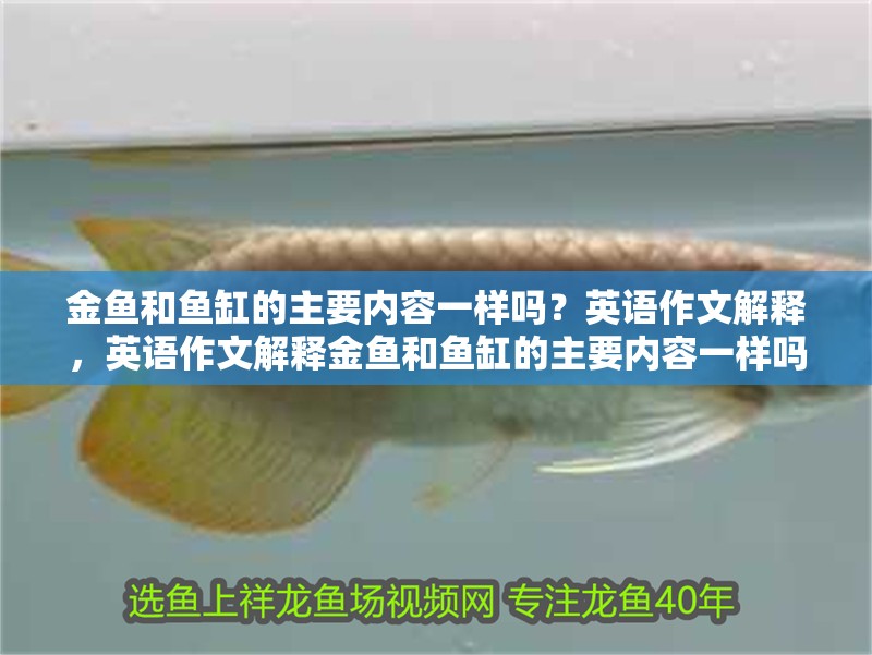 金魚和魚缸的主要內容一樣嗎？英語作文解釋，英語作文解釋金魚和魚缸的主要內容一樣嗎英語作文解釋
