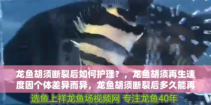 龍魚胡須斷裂后如何護理？，龍魚胡須再生速度因個體差異而異，龍魚胡須斷裂后多久能再生