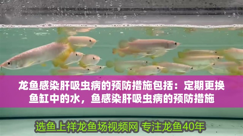 龍魚感染肝吸蟲病的預防措施包括：定期更換魚缸中的水，魚感染肝吸蟲病的預防措施