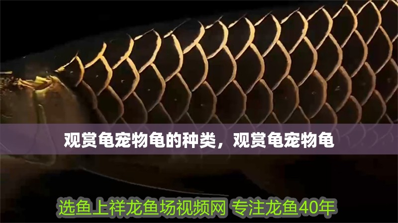 觀賞龜寵物龜的種類，觀賞龜寵物龜