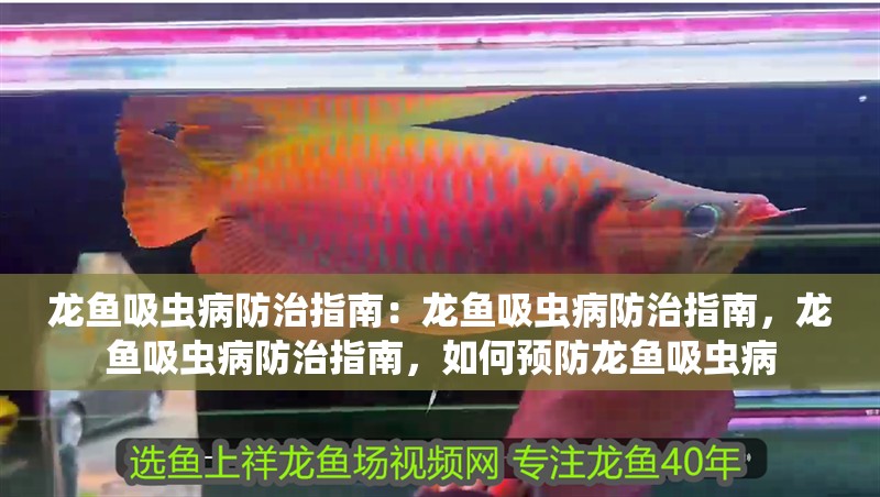 龍魚吸蟲病防治指南：龍魚吸蟲病防治指南，龍魚吸蟲病防治指南，如何預防龍魚吸蟲病