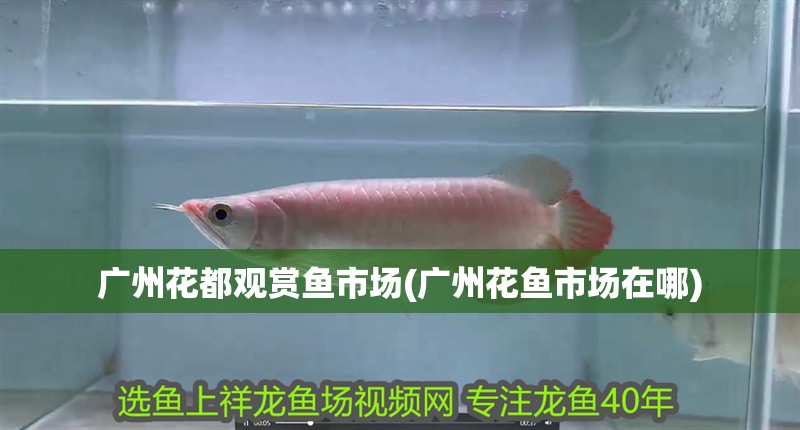 廣州花都觀賞魚市場(chǎng)(廣州花魚市場(chǎng)在哪)