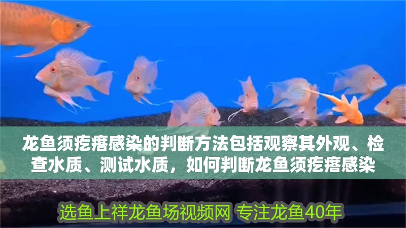 龍魚須疙瘩感染的判斷方法包括觀察其外觀、檢查水質、測試水質，如何判斷龍魚須疙瘩感染？