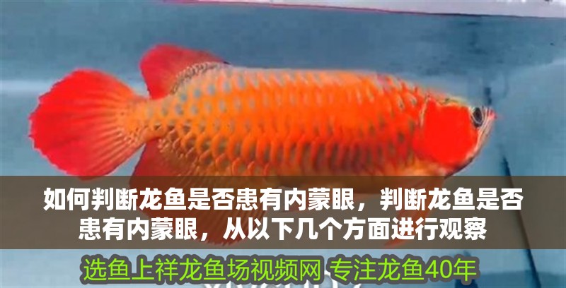如何判斷龍魚是否患有內蒙眼，判斷龍魚是否患有內蒙眼，從以下幾個方面進行觀察